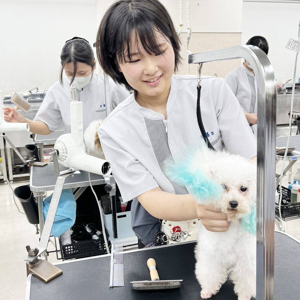 ☆学校犬と一緒にトリミング実習☆